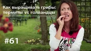 Как выращивать грибы: термиты vs голландцы // ВКУЗ #61