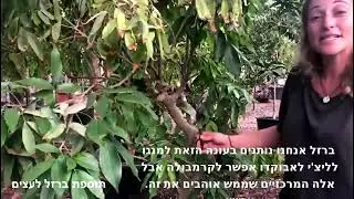 משתלת ולך-תוספת ברזל לעצים כתוביות