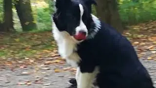 Walking in the park w/ Platon and Hue Hue