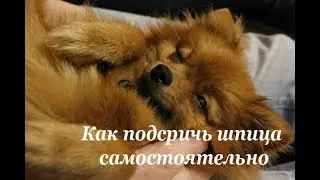 Как подстричь шпица самостоятельно