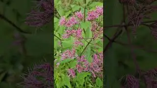 Joe Pye Eupatorium maculatum  #native #flowers #plants #wild