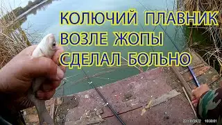 КАРАСИ ИЗ  МАЛЕНЬКОГО  ПРУДА