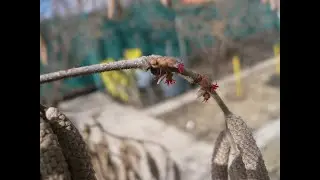 фундук Трапезунд и другие сорта  состояние на 09.03.21
