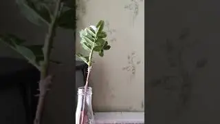 Веточка шиповника из полимерной глины