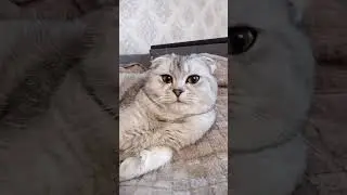 #забавныекоты