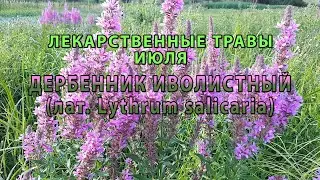 Лекарственные растения июля "Дербенник иволистный"