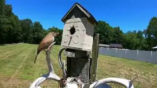 House Wren busy all day feeding babies