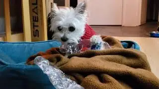 A Bottle Crinkled