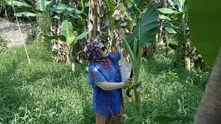 Kekebun pakai baju adat Sulawesi untuk buat sayur singkong||goreng ikan kering bumbu asam Jawa