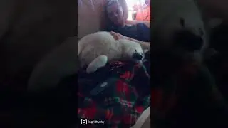 хаски чихает