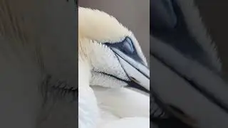 Gannets filmed at RSPB Bempton Cliffs