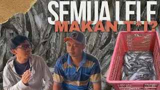 BUDIDAYA LELE | GORENG LELE KOK MELENGKUNG?