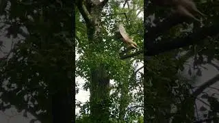 Stunning Hawk Sighting During a Leisurely Stroll! #nature #wildlife #birdwatching