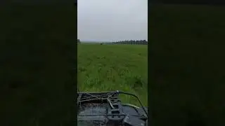 Встретил  лося на поле