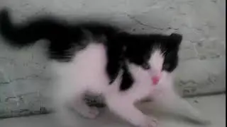 Котёнок танцует под  Кристину Агилеру