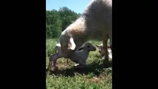 Baby sheep
