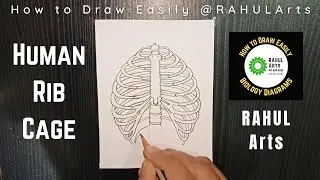 How to draw Human Rib Cage
