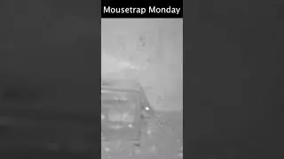 This mouse trap was a TOTAL FAILURE.