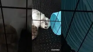 Zoom into the bunny
