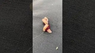 Эту наживку любит лещ!!! 