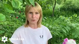 Cora stubbs peony. Кора стабс пион. Пулков сад
