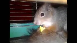 как я поймал белку!!!!!!!!!!!!!!!1