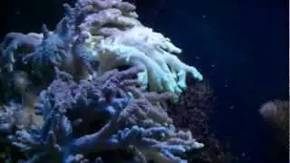 Medusa coral