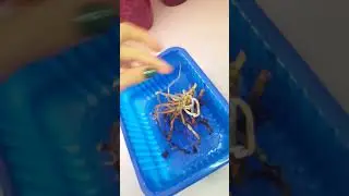 Новая реанимашка. Реанимация орхидеи первые шаги.