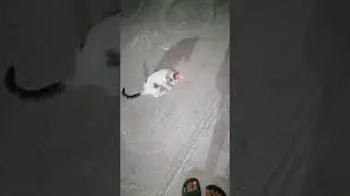 The Crazy Cats!