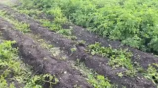 Удаление картофельной ботвы