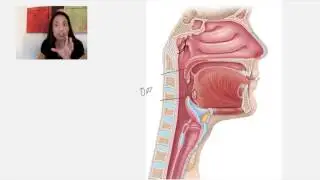 3. The Pharynx