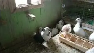 Немного обо мне и моих голубях ☺️