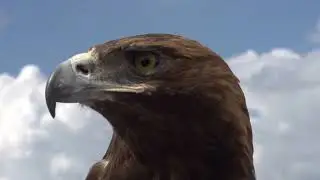 Golden Eagle Examines Area HD