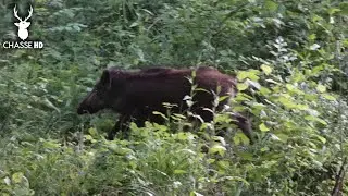 BOWHUNTING: A VERY BIG BOAR AT 9 METERS ! EPISODE 3