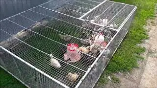 Брудер в роботе