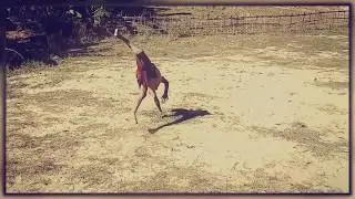 underdog Assamese talent 😊