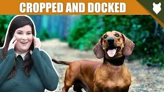 WHY ARE DACHSHUND CROPPED AND DOCKED?
