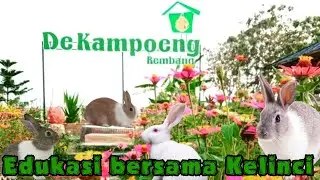 WISATA REMBANG || De Kampoeng Rembang ~ wisata kebun buah naga dan taman kelinci