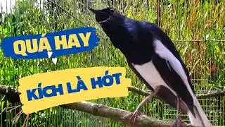 CHÒE THAN HÓT ĐẤU SIÊU CĂNG LỬA + LUYỆN GIỌNG CHÒE THAN BUỔI SÁNG + Suara Burung Kacer Gacor 2026