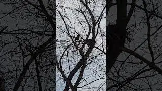 Ворона отец охраняет семью)  