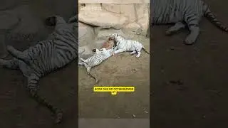 The strongest mother