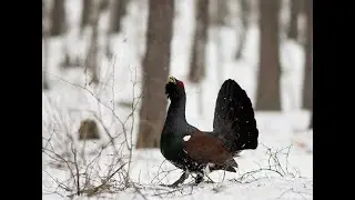 Брожу по тайге  Глухаринные наброды