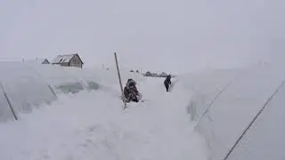 СНЕГОПАД откапываем БАЛАГАНЫ и эксперимент с рассадой в -30