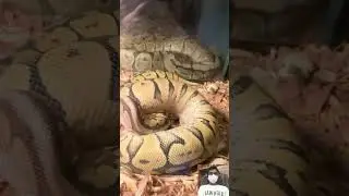 snake video || 🔥🤯😱 #shorts #shortfeed #short