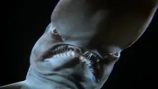 SHARKS: Survivors of 5 Mass Extinctions. Part one.