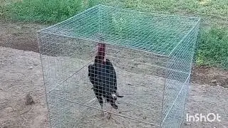 ЯНГИ ЗОТЛАР
