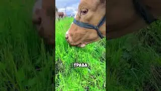 Why do herbivores eat meat? 🐄😋🥩😱 