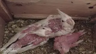 Qushlar nega bolasini patini yuladi // кушлар нега боласини патини юлади
