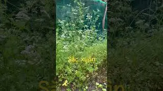 Sắc xuân #4 - Ngò bất tận #shorts #sacxuan