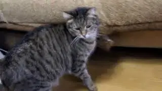 ИГРАЮ С КОТЕЙКАМИ  - OfficialZelel